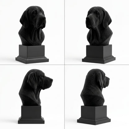 Busto Weimaraner — fundo preto